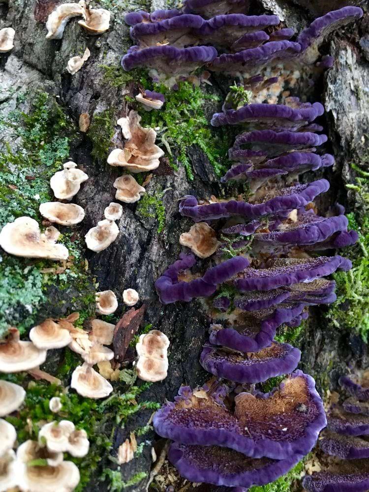 quotSēnīte ar purpursarkanām... Autors: Zibenzellis69 Sēņu fotogrāfijas, kas pierāda to, ka iespējams tās nākušas no citas pasaules