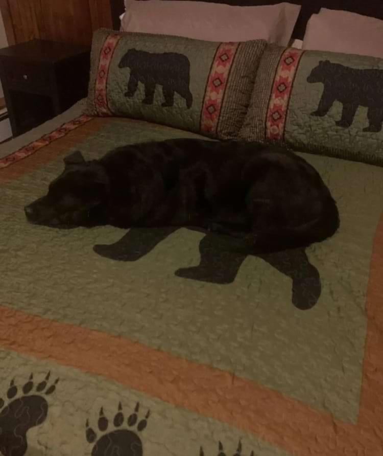 Lācis vai suns  Melnais suns... Autors: Zibenzellis69 Uztveres spēle: 18 fotogrāfijas, kas jūs iespējams samulsinās ne pa jokam