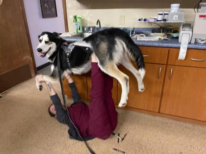 Mana māsa ir veterinārārste un... Autors: Zibenzellis69 Pūkaini un nedaudz smieklīgi, bet mīļi pacienti no veterinārārstu dzīves ❤️
