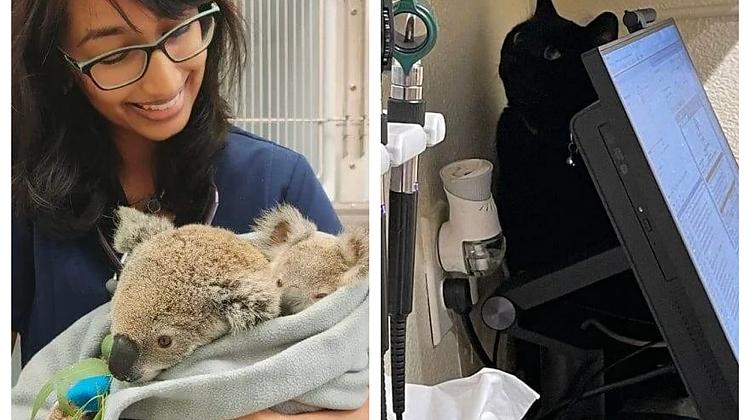 Pūkaini un nedaudz smieklīgi, bet mīļi  pacienti no veterinārārstu dzīves ❤️​