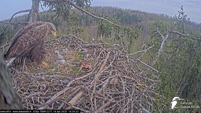 Tā kā scaronogad atkal viens... Autors: matilde Apskaties, kā izauguši mazie Jūras ērgļi Leo un Neo Durbē